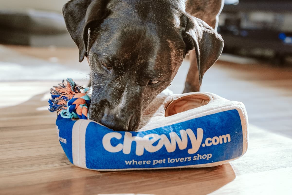 Hotel & Penitipan Hewan